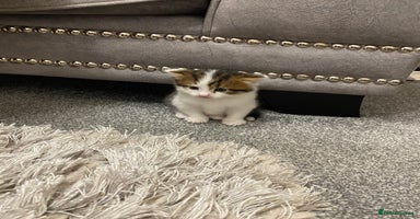 Mixed Breed cats - Advert 1