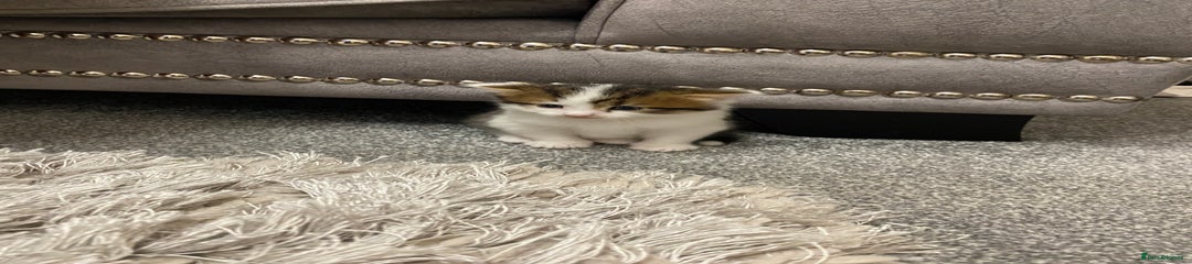 Mixed Breed Kitten 2