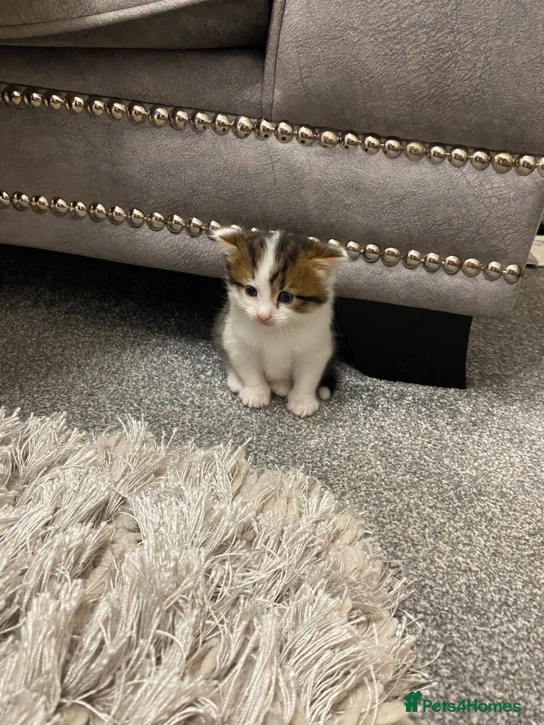 Mixed Breed cats for sale: Cute fluffy kittens  - Image 3