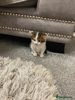 Mixed Breed cats - Advert 4