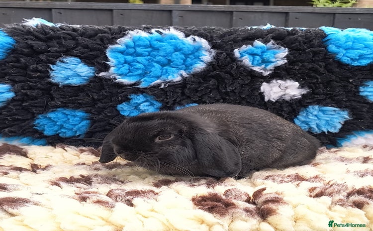 Mini Lop rabbits - Advert 7