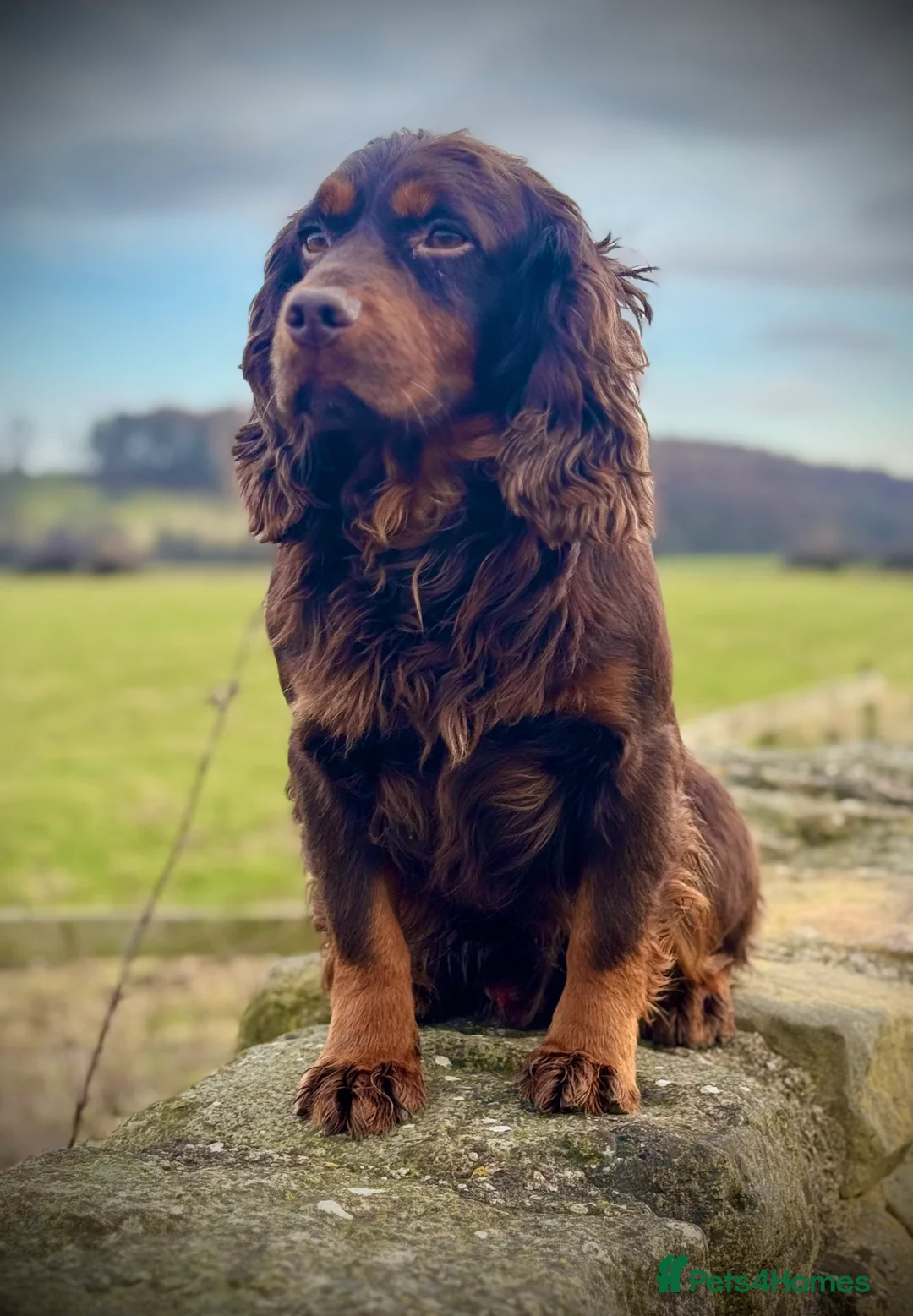 Cocker Spaniel dogs for stud: Small Health Tested KC liver and tan Cocker Stud in Harrogate - Advert 20