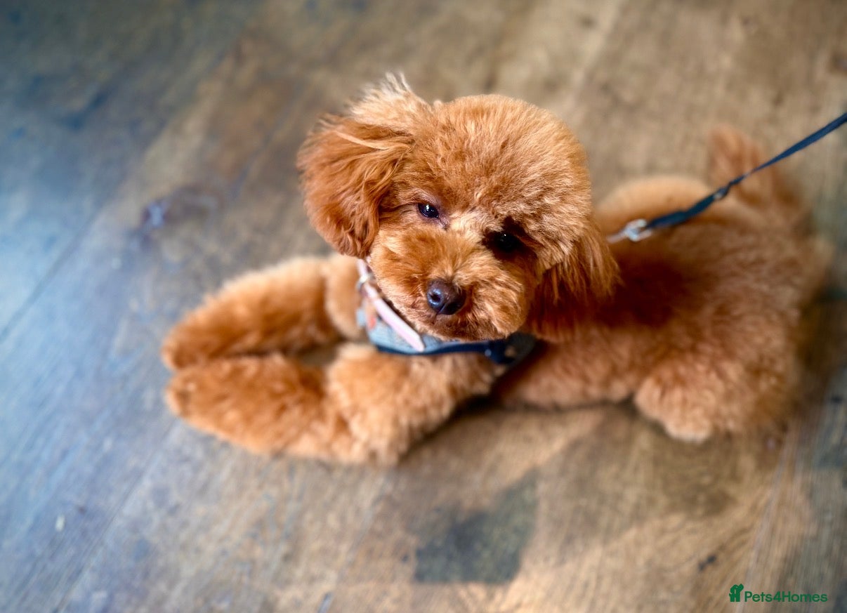 Toy Poodle dogs Asian Toy Poodle KC reg Mother - Advert 13