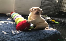 Labrador Retriever dogs for sale: Chunky KC Registered Labrador puppies - Image 14