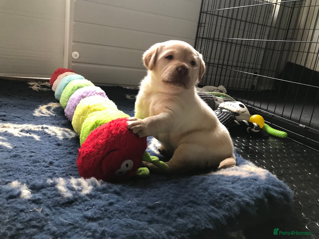 Labrador Retriever dogs for sale: Chunky KC Registered Labrador puppies - Image 14