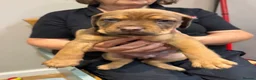Mixed Breed dogs for sale: Staffweilers F5 exotic colours co/co dd bb  in London - Advert 28