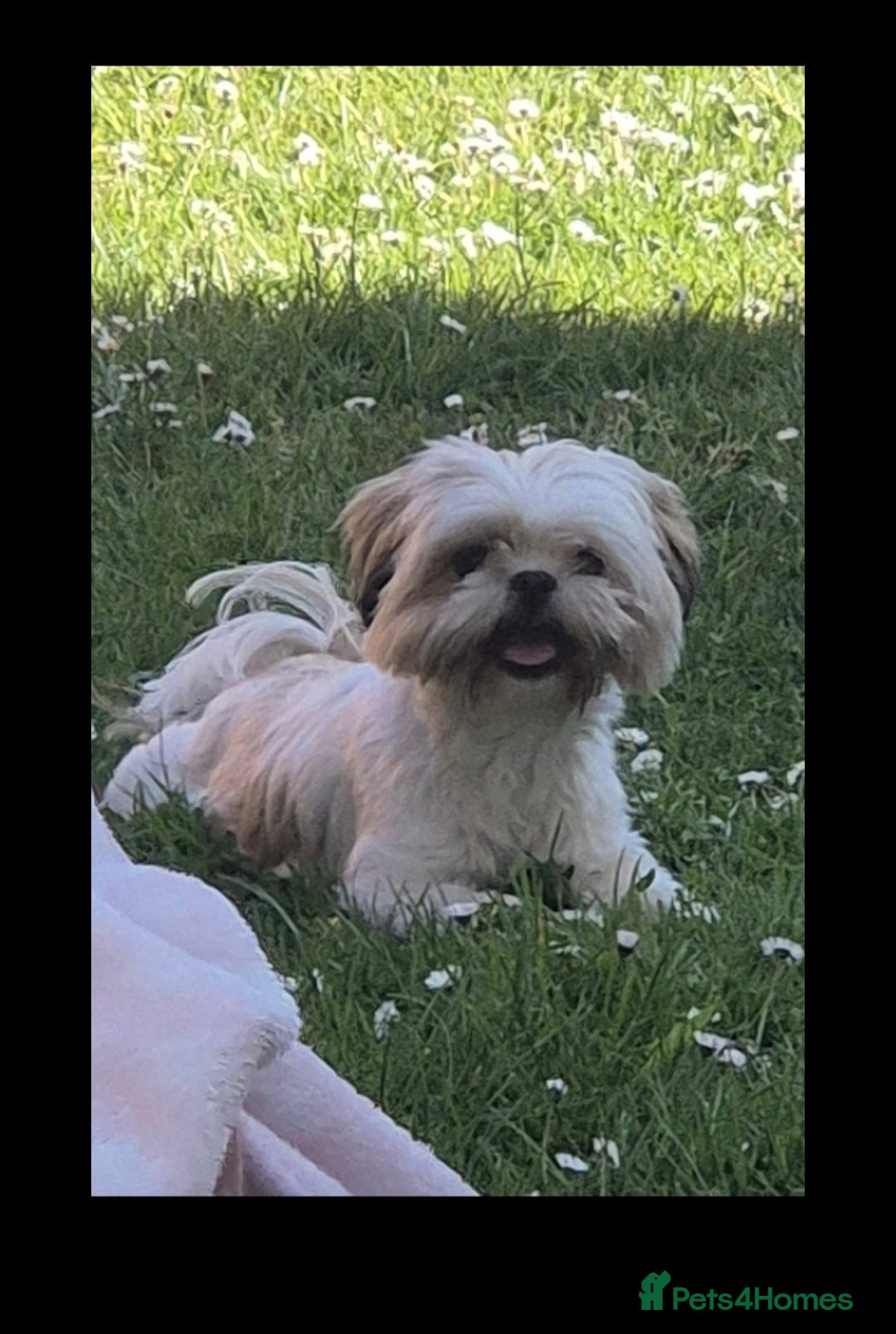 Shihpoo dogs Shihpoo puppies - Advert 1