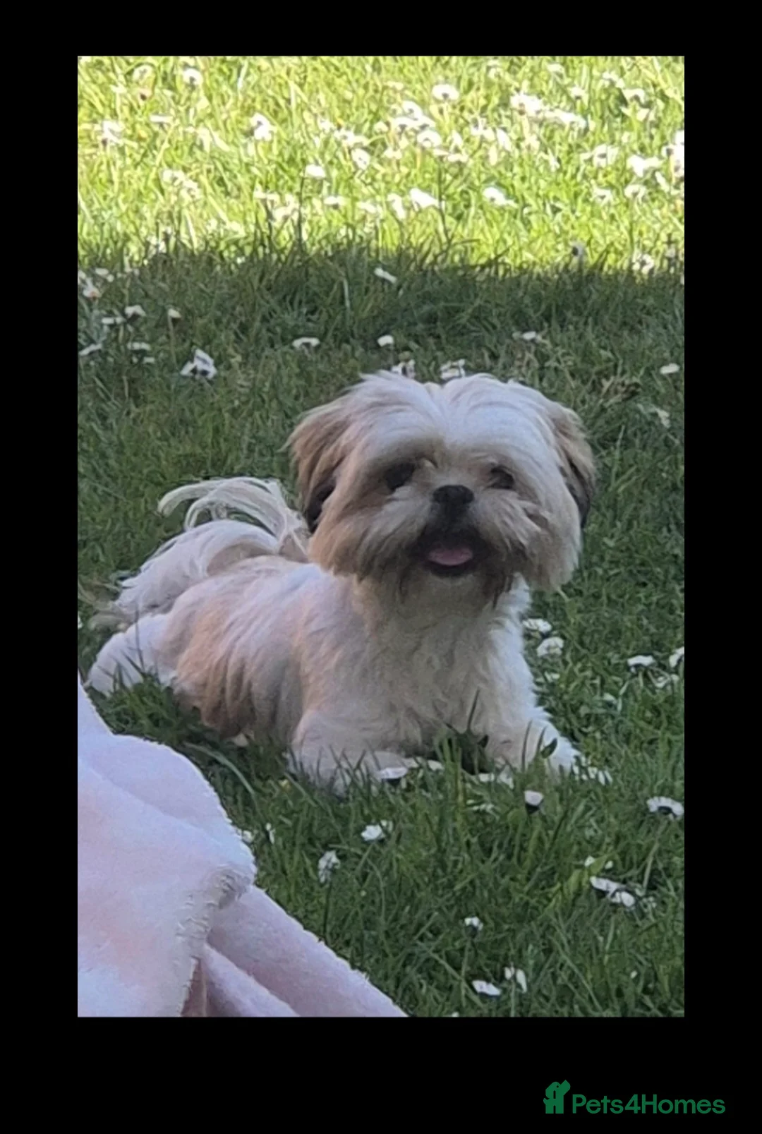 Shihpoo dogs for sale: Shihpoo puppies - Advert 1