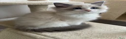 Ragdoll cats for sale: Pure breed GCCF Reg kittens - Advert 4