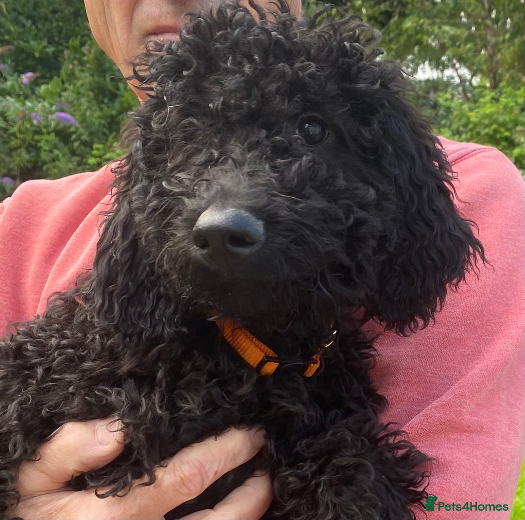 Irish Doodle dogs for sale: Irish Doodle Puppies - Fully Vaccinated- Ready Now - Image 8