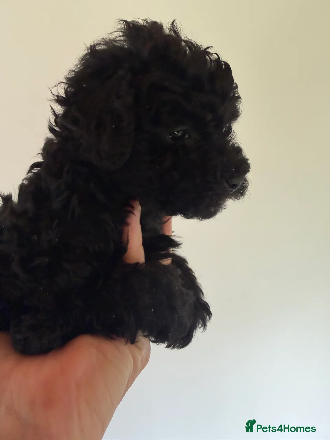 Mixed Breed dogs for sale: Poodle puppies - Advert 21