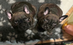 French Bulldog dogs for sale: Home-Reared French Bulldog Puppies – KC Registered - Image 3