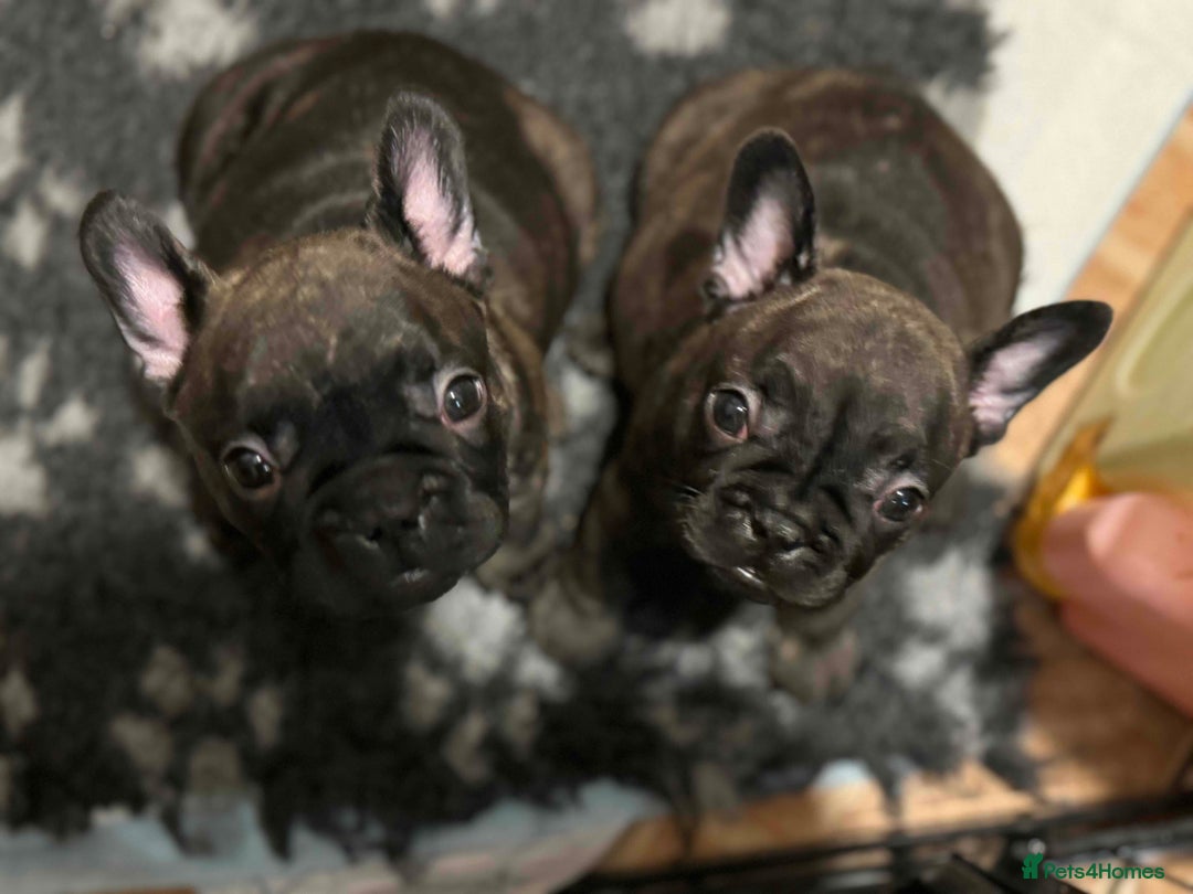 French Bulldog dogs for sale: Home-Reared French Bulldog Puppies – KC Registered - Image 3
