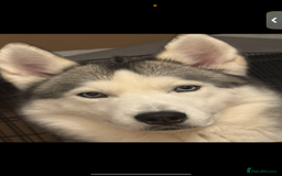 Siberian Husky dogs for sale: Blue Eyed Husky Girl - Image 7