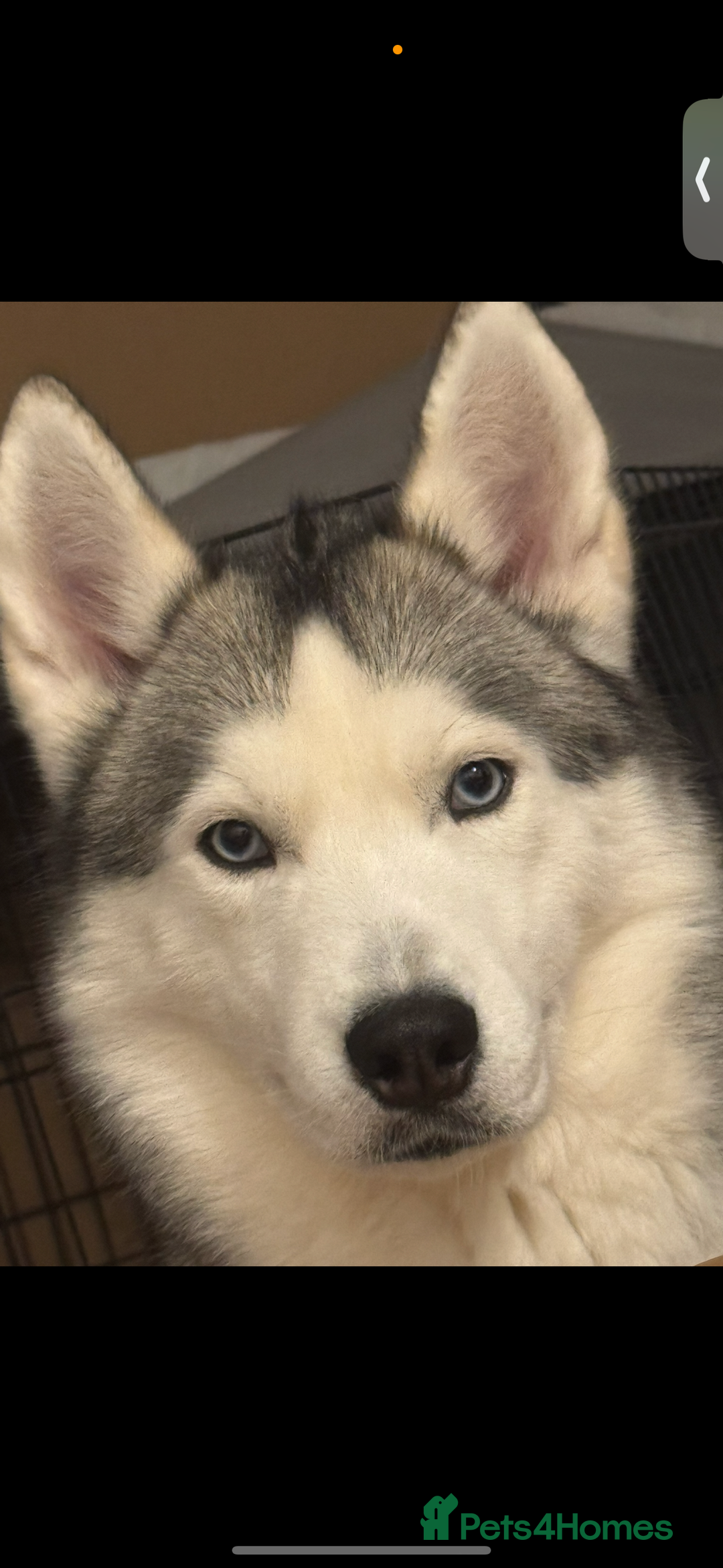Siberian Husky dogs for sale: Blue Eyed Husky Girl - Image 7