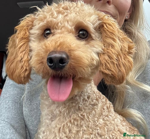 Toy Poodle dogs - Advert 1