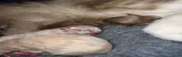 Ragdoll cats for sale: Tica registered cherubim ragdoll kittens  - Advert 5