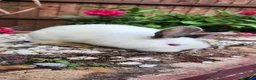 Mixed Breed rabbits for sale: Rabbits in Birmingham - Advert 9