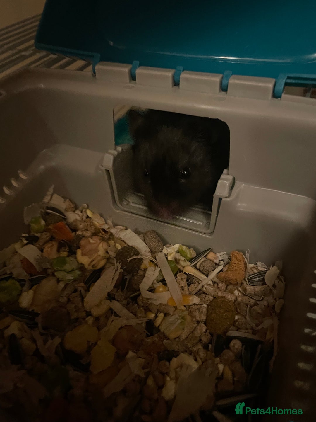 Hamster rodents for sale: friendly Hamster  - Advert 5