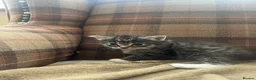 Mixed Breed cats for sale: Two Gorgeous Fluffy Female Kittens for Sale - Advert 19