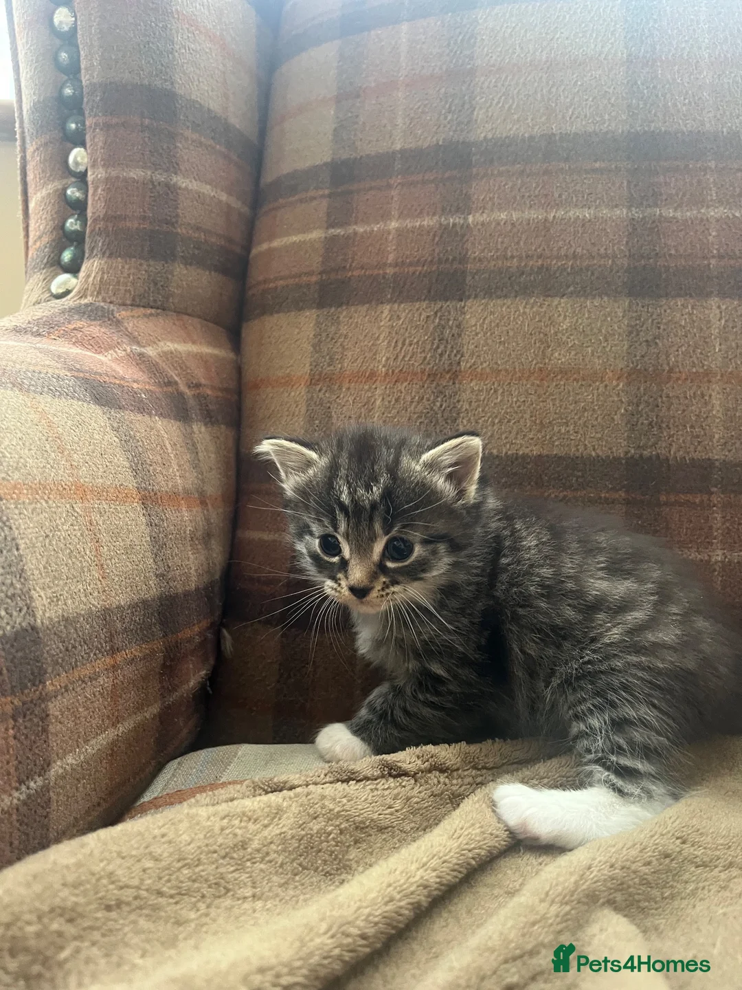 Mixed Breed cats for sale: Two Gorgeous Fluffy Female Kittens for Sale - Advert 19