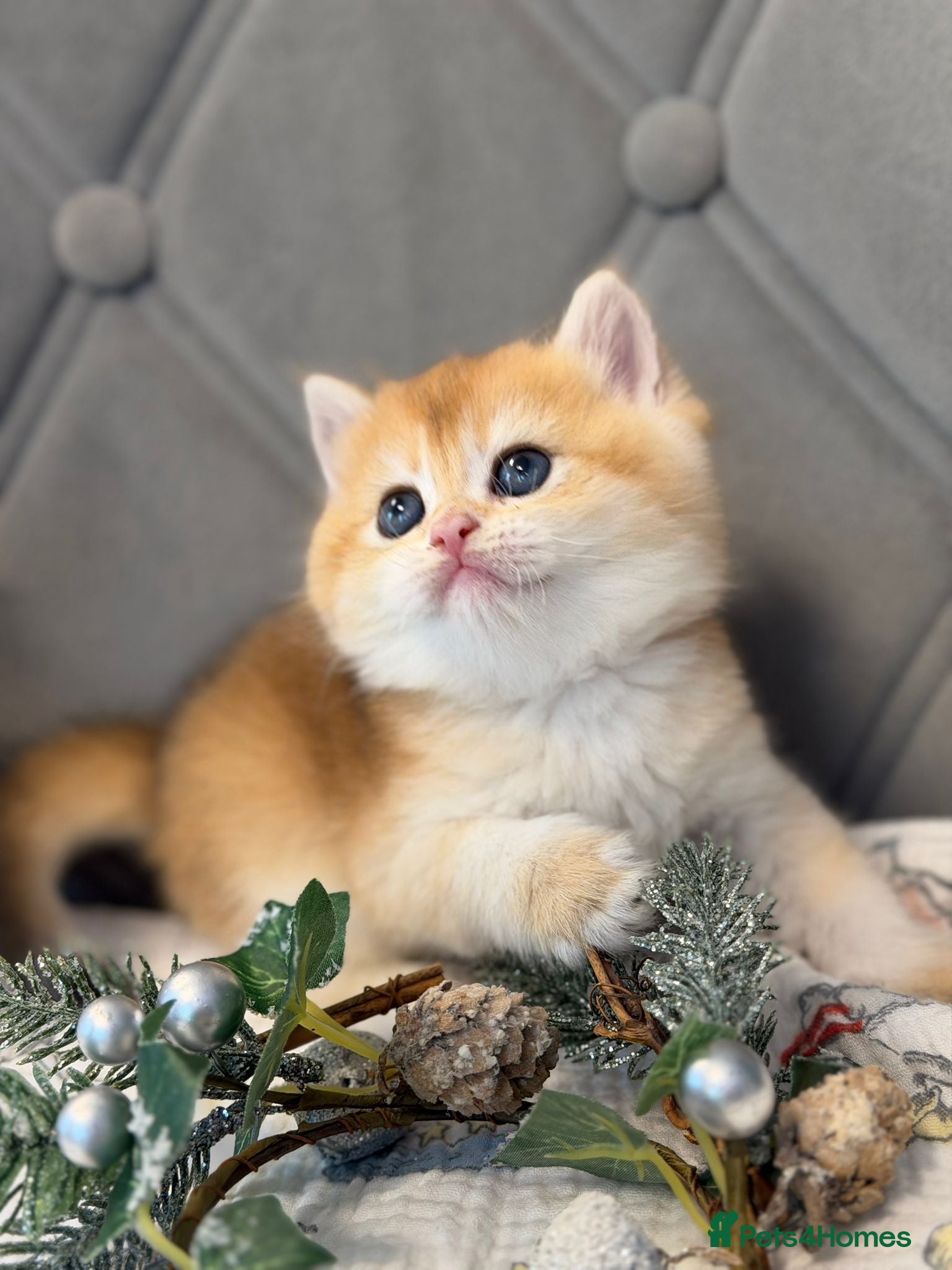 British Shorthair cats Champions lines Golden Chinchilla ny12 boys - Advert 3