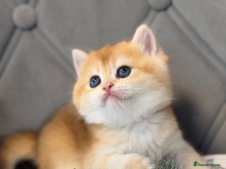 British Shorthair cats Champions lines Golden Chinchilla ny12 boys - Advert 10