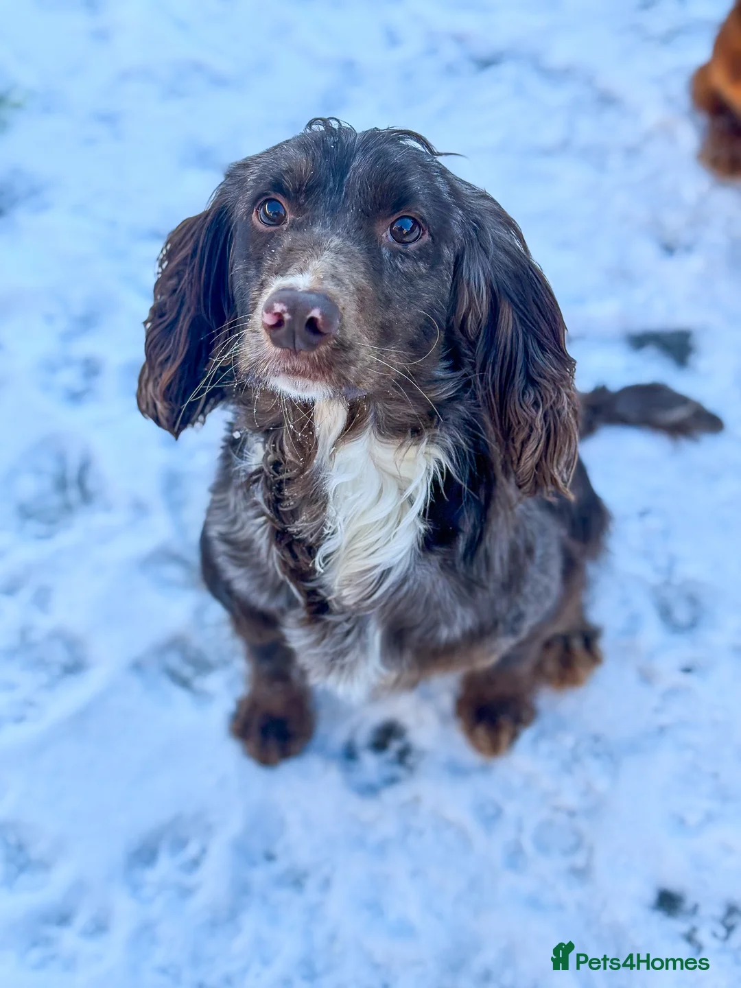 Cocker Spaniel dogs for stud: Merle Cocker Spaniel at stud - DNA tested🧬 in Dudley - Advert 5