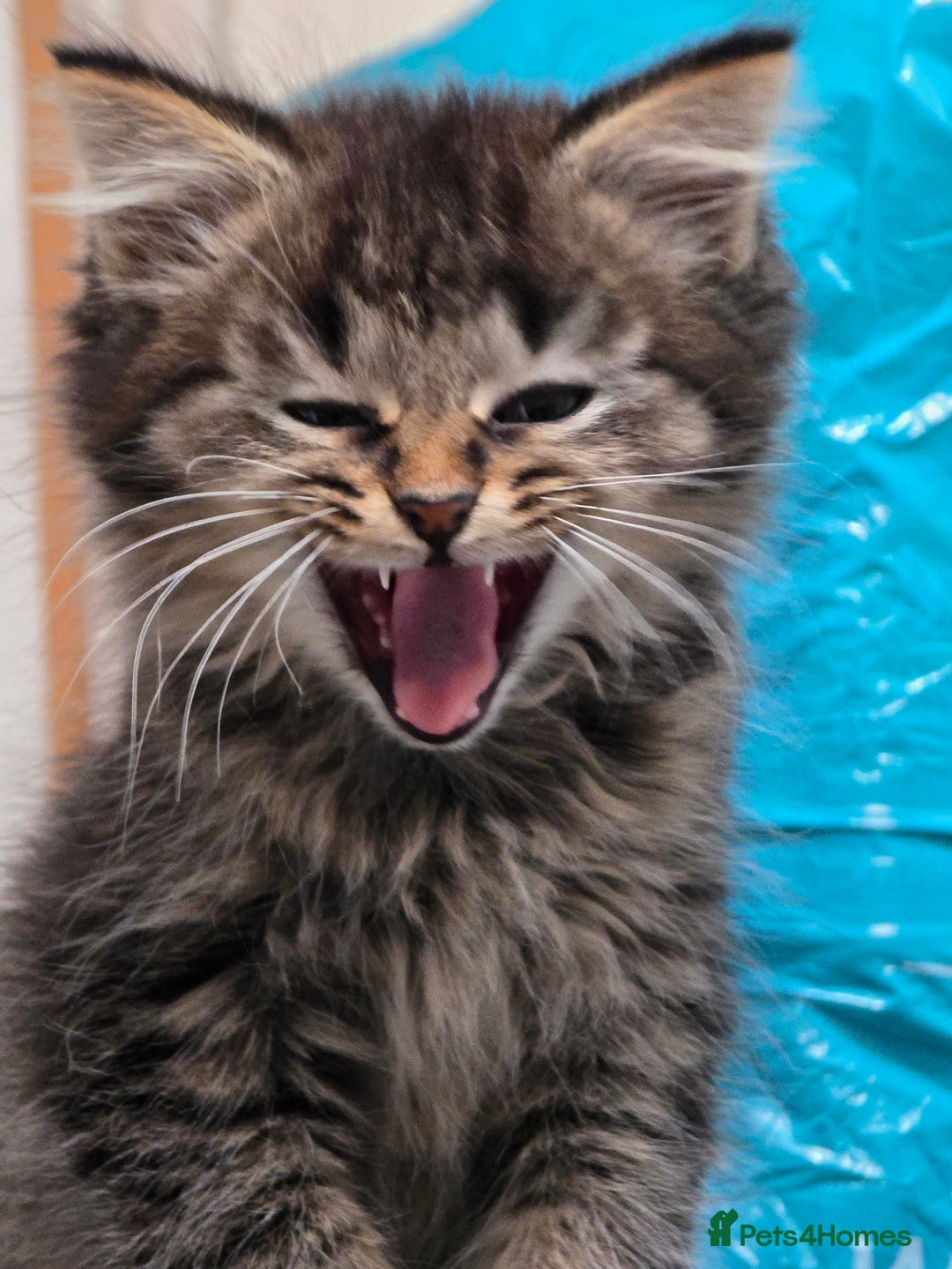Maine Coon cats for sale: MaineCoon X Male Kitten  - Image 2