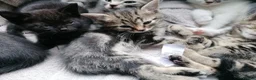 Mixed Breed cats for sale: Adorable kittens  - 8 weeks old - various colours in Chertsey - Advert 20