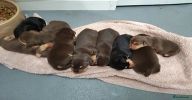 Jack Russell dogs in Herne Bay - Advert 16