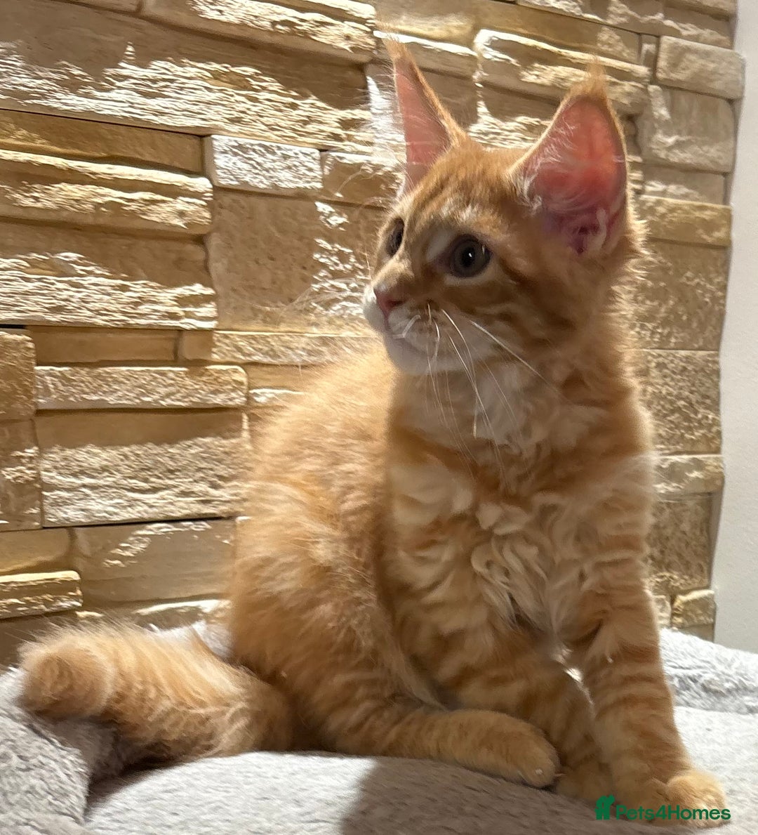 Maine Coon cats for sale: Pure blood Maine coon kittens  - Image 9