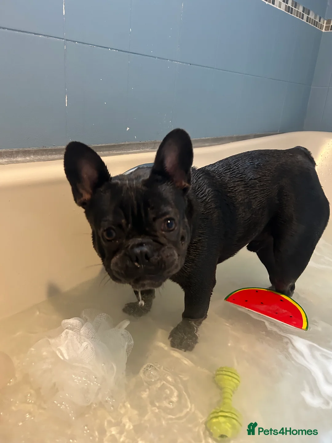 French Bulldog dogs for stud: Blue French Bulldog Stud Available – Aki 🐶💙 - Advert 13