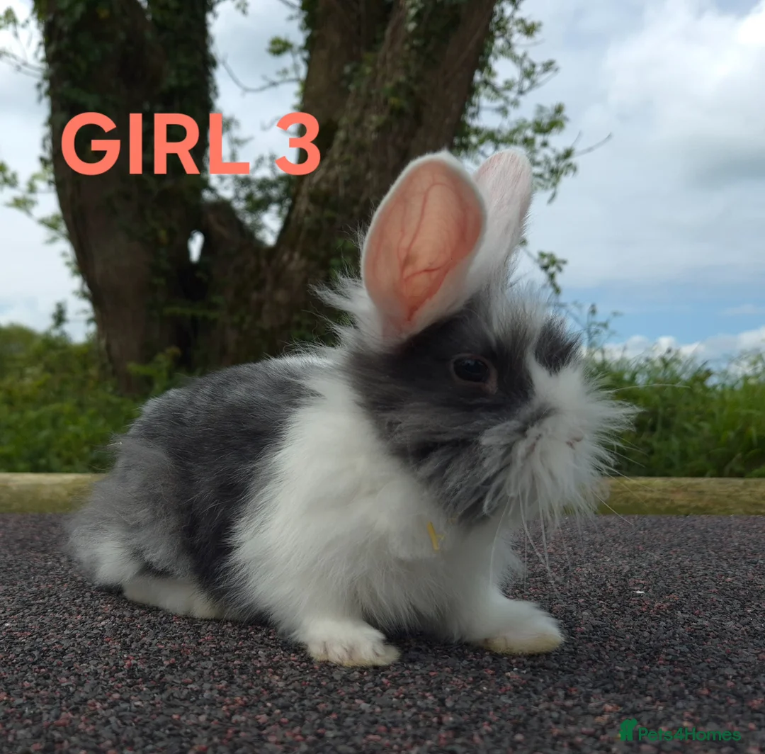 Lionhead rabbits for sale: Stunning lionheads  in Holsworthy - Advert 8