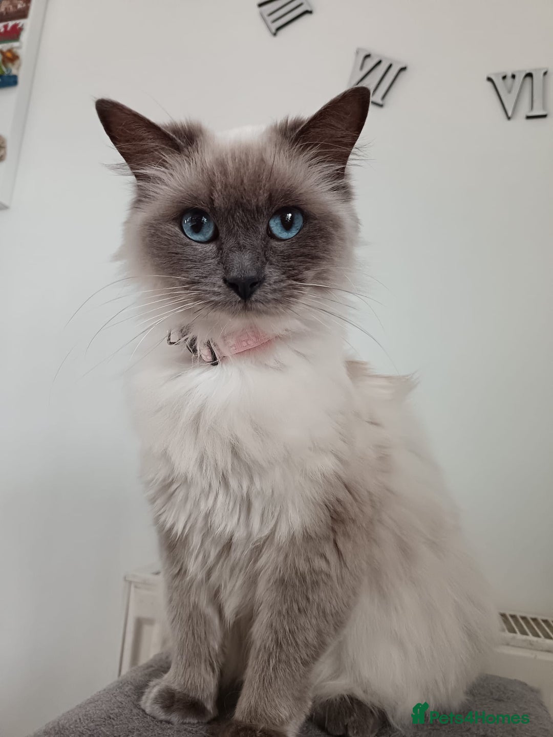 Ragdoll cats for sale: Dolly the Ragdoll - Advert 2