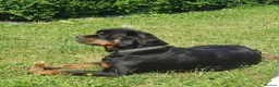 Rottweiler dogs for sale: Long haired Rottweiler  - Advert 11