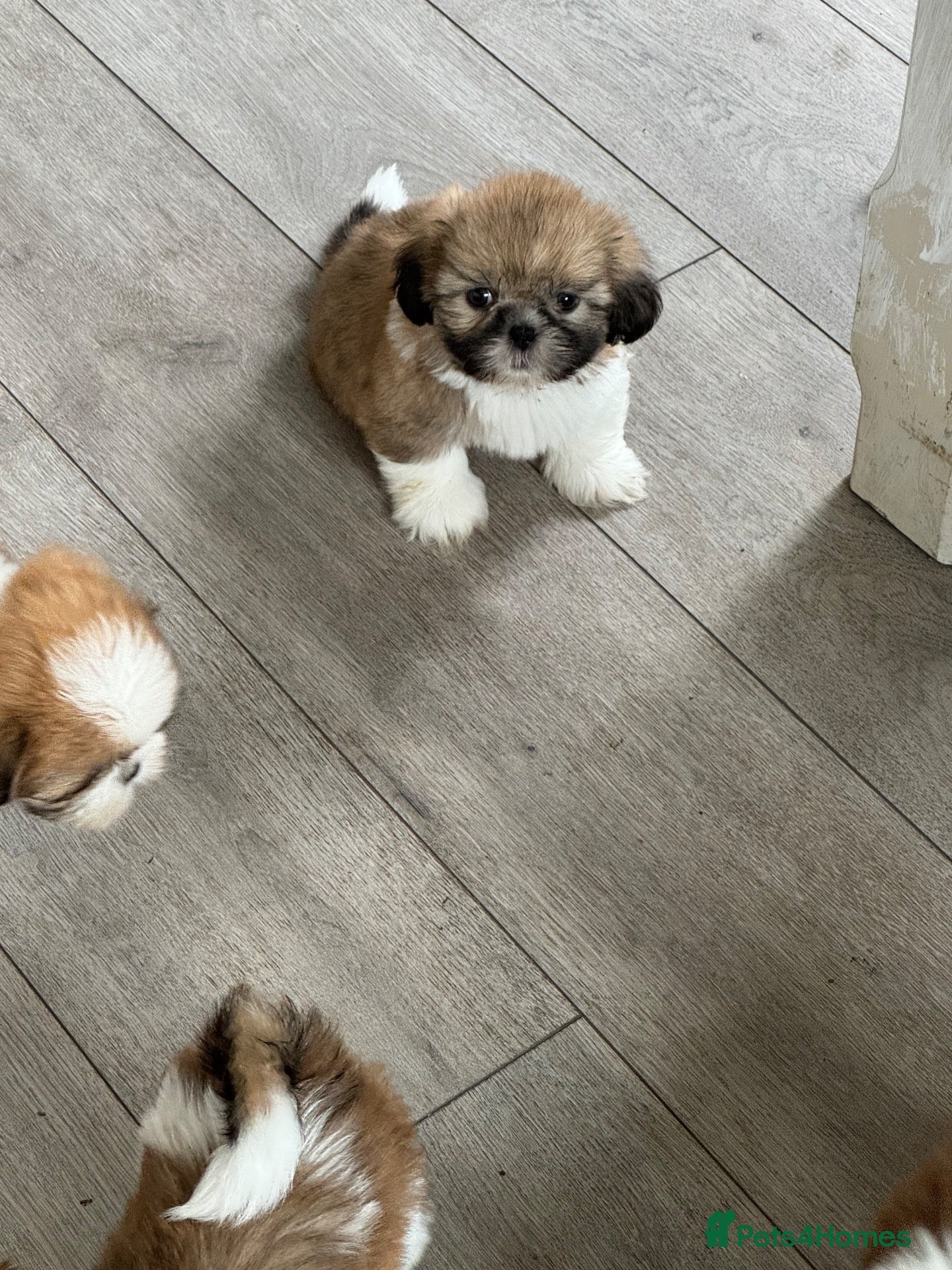 Shih Tzu dogs Beautiful litter of Shih Tzu puppies - Advert 2