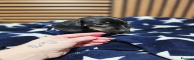 Dachshund Puppy 6