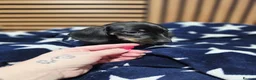 Dachshund dogs for sale: 6 Beautiful Dachshunds pups - Advert 3