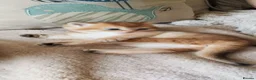 British Shorthair cats for sale: Outstanding Golden British Shorthair Typе ReadyNow - Advert 13