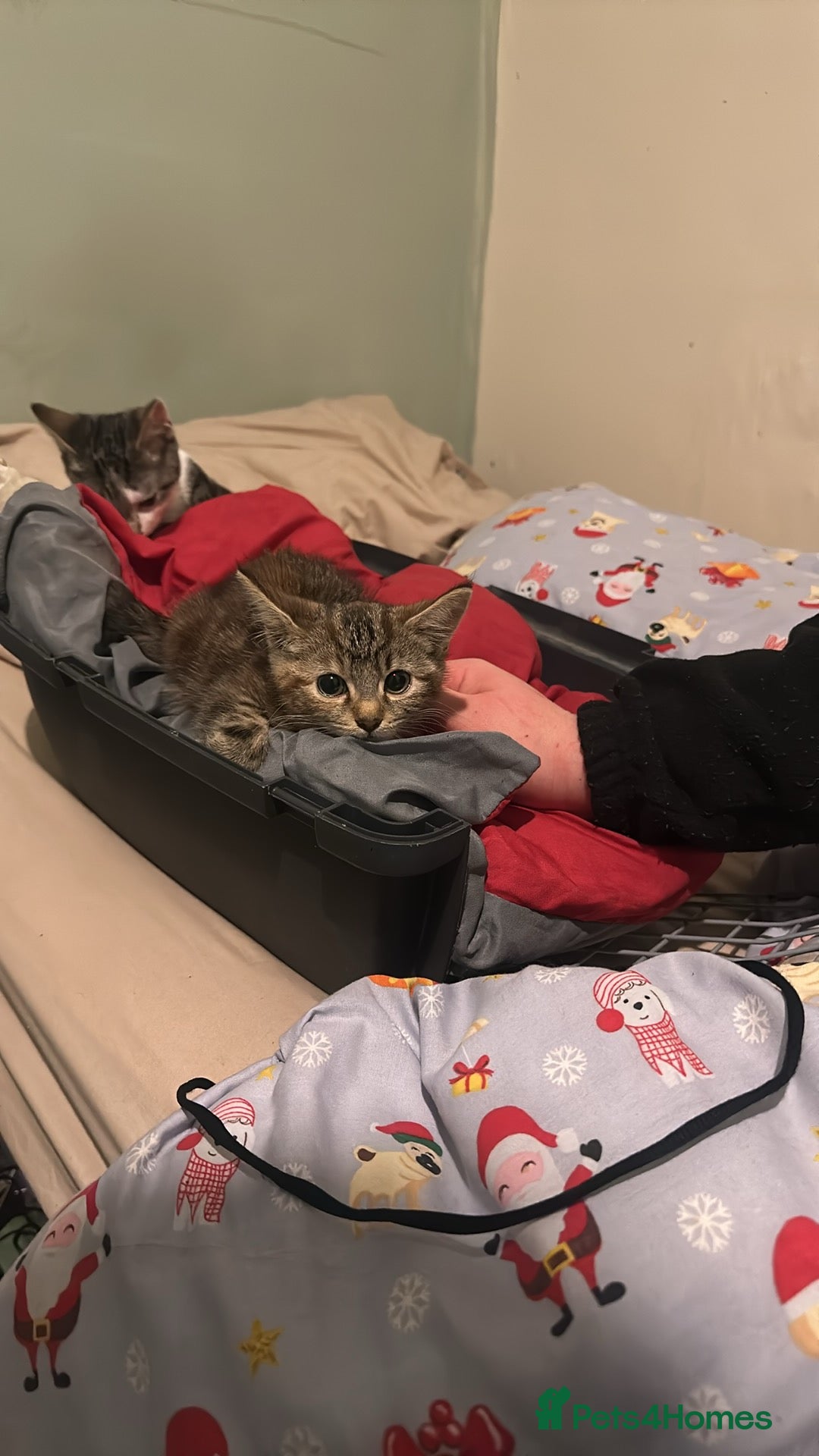 Mixed Breed cats for sale: Kitten/Cat for sale  - Advert 3