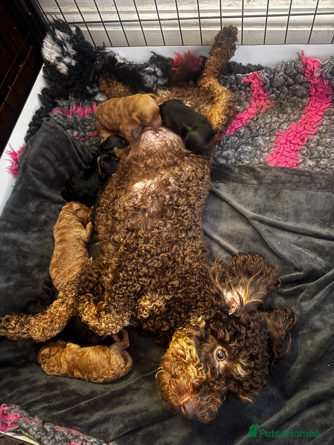 Miniature Poodle dogs for sale: KC Miniature Poodles- Bred for your family…   - Advert 5