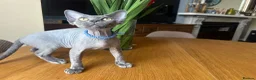 Devon Rex cats for sale: Our beautiful Devon Rex kittens are ready to move  - Advert 6