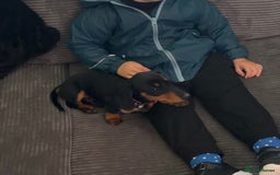 Dachshund dogs for sale: Dachshund miniature smooth haired - Image 2