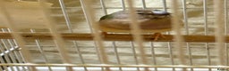 Finches birds for sale: 6 months old male and female guardians   - Advert 4