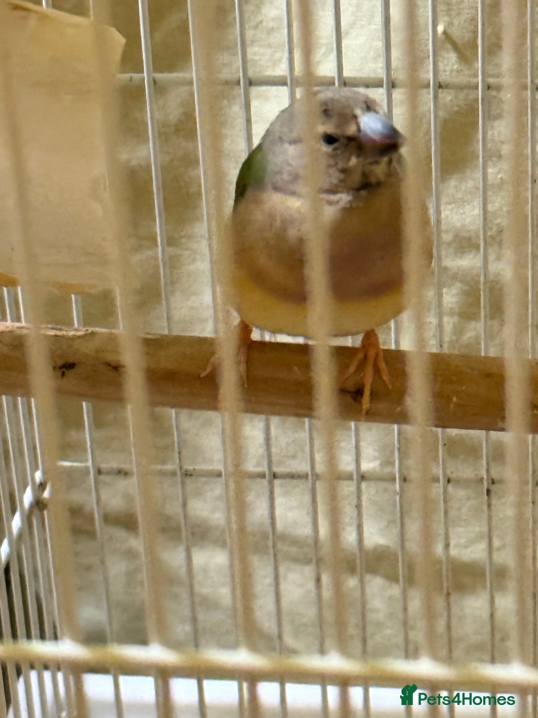Finches birds for sale: 6 months old male and female guardians   - Advert 4