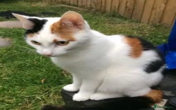 Mixed Breed cats for sale: Unfortunate Sale - Image 11