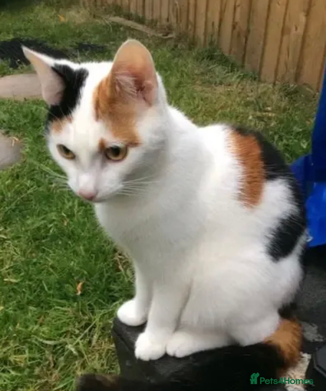 Mixed Breed cats for sale: Unfortunate Sale - Image 11
