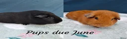 Guinea Pig rodents for sale: Black Swiss & Buff Cali Baby Guinea Pig Boys  - Advert 9