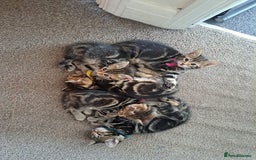 Mixed Breed cats for sale: 5 beautiful kitten ready to go. (Price negotiable) - Image 1